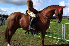 Sarah Rimmer Horse:Pony Smart Alec 111