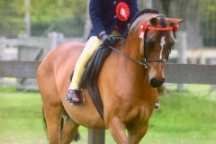 Georgie Grace riding Anndalyse Sugar Plum