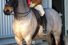 Ellie Lamont and pony Sean Bhaile Larry Ellie Lamont and pony Sean Bhaile Larry