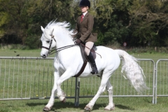 Ellis-Priestley-Horse_Pony-Blakehill-Rebel