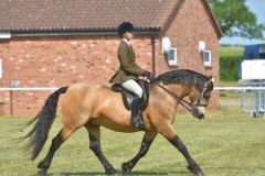 Ellis-Priestley-Horse_Pony-Rathcline-Argon