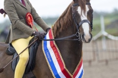 Lily-wood-Horse_Pony-Moelview-Senator