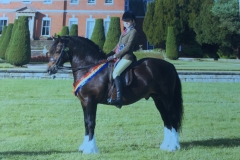 Isobel Lines Horse:Pony Minyfford Mabinogion