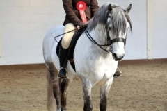 Betsy-Marriott-Horse_Pony-Barrowby-Royal-Rein