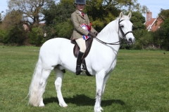 Elicia-Smithers-Horse_Pony-Chilham-Pearly-King