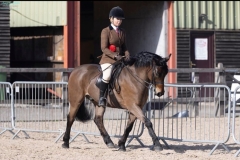 Katie-Jean-adams-Horse_Pony-Vynnes-vitality
