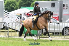 Lilly-Heywood-Horse_Pony-Menai-Lord-Courvoisier