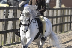 Charlotte-Driver-Horse_Pony-Newoak-Blizzard