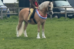 Jemima-Makin-Jones-Horse_Pony-Wernderris-Charlie-Fox