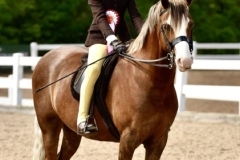 Tilly-Richards-Horse_Pony-Llanwarne-Curious-Carlos