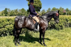 Paula-Robinson-Horse_Pony-Bobby-Brown