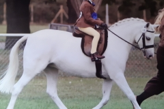 Millie-Rackham-Cobb-and-Overley-gamebird