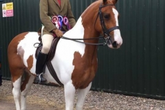 William Pittendrigh and constellation II