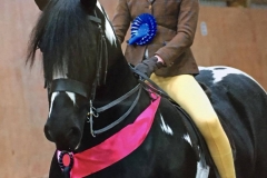 Oliver Bradshaw Hello Dolly II