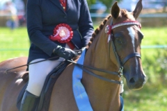 sian warman wandall and hollylands maystar