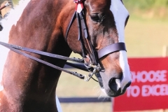 Rachel Bailye and Mill House Adimo Pectore