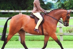 Valentine Dignity and Harriet