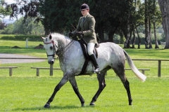 Vicky Campbell Horse:Pony Brookvale Star Attraction