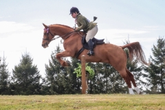 Katherine-Bertram-Horse_Pony-Avonbrook-Odin
