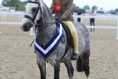 Darcie-Fielding-Horse_Pony-Rowfantina-My-Buddy