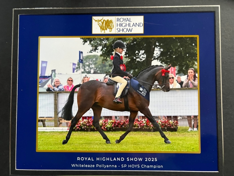 Penny-Richardson-Horse_Pony-Whiteleaze-Pollyanna