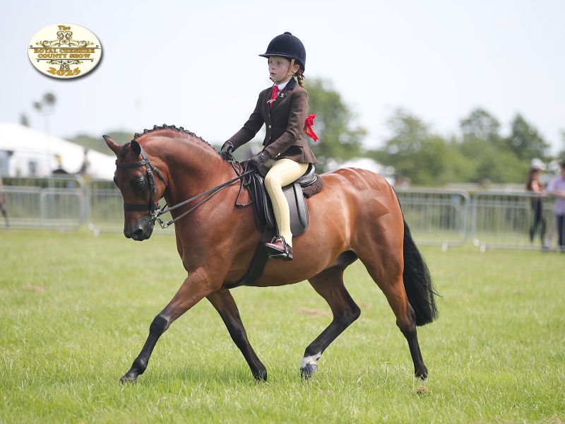 Kjerstin-Chissel-Horse_Pony-Littlebyrom-Limited-Edition-