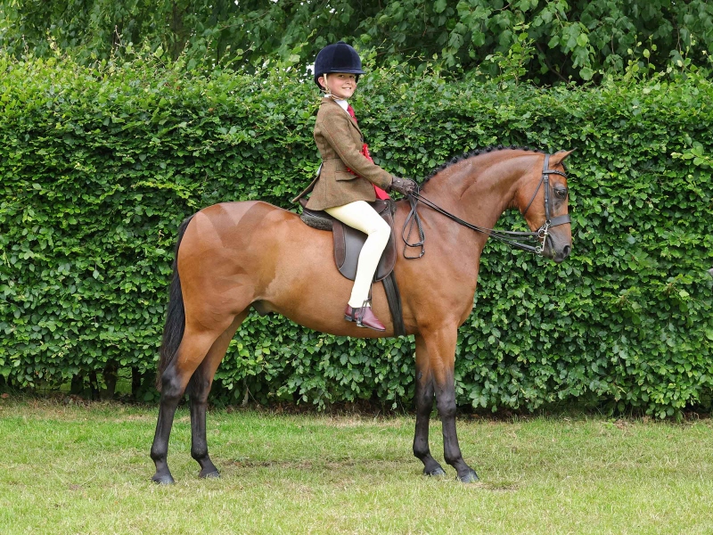 Myles-Hartland-Horse_Pony-Mount-Pleasant-Tanzanite