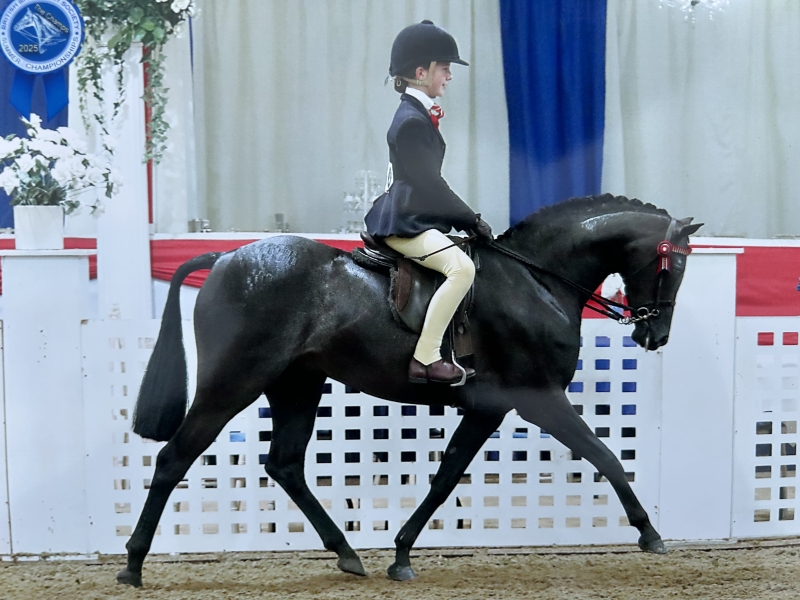 Heidi-Cooper-Horse_Pony-Goldengrove-Primadonna