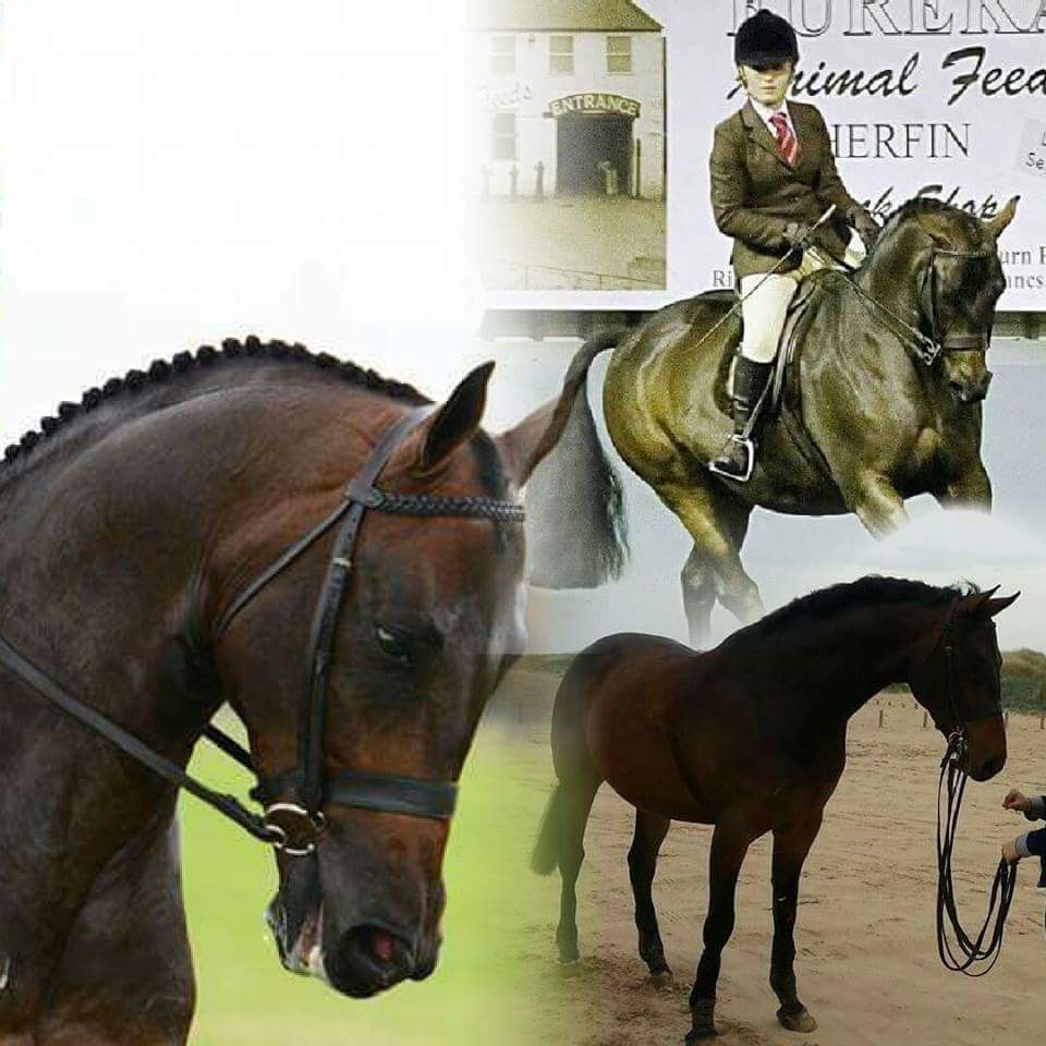Brindlebrook under suspicion and katie Ashcroft