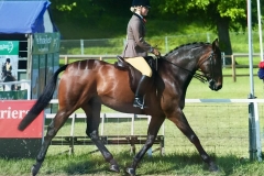 Kilmiston King Kudos & Holly King