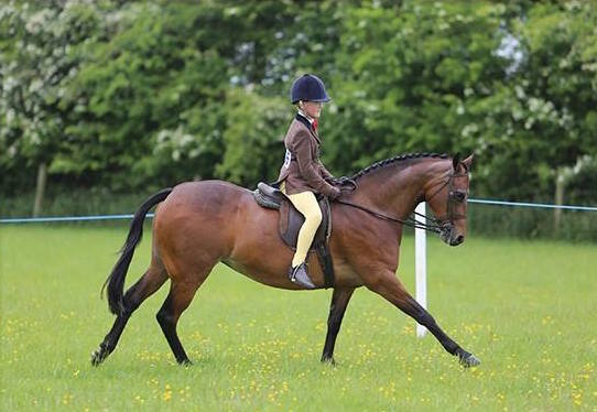 Oliver Bradshaw & Wynnmere Lilliput
