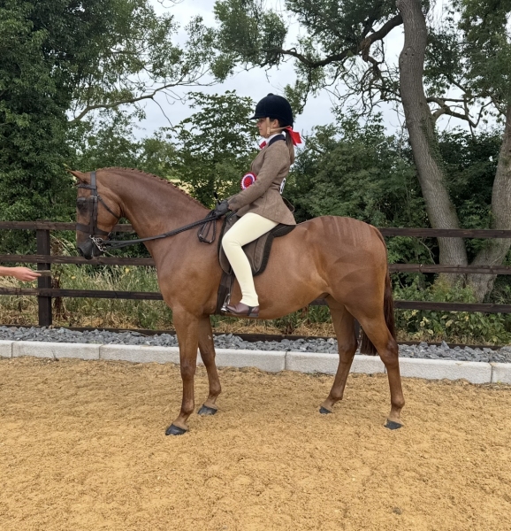 Sofia-Anders-Horse_Pony-Annandale-Super-Trouper