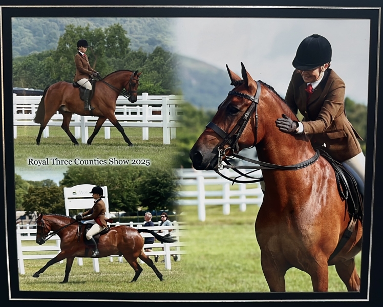Lillie-Moult-Wood-Horse_Pony-Ballindown-Sunrise-