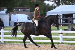 Jessica-Weir-Horse_Pony-Lindeth-Con-Artist