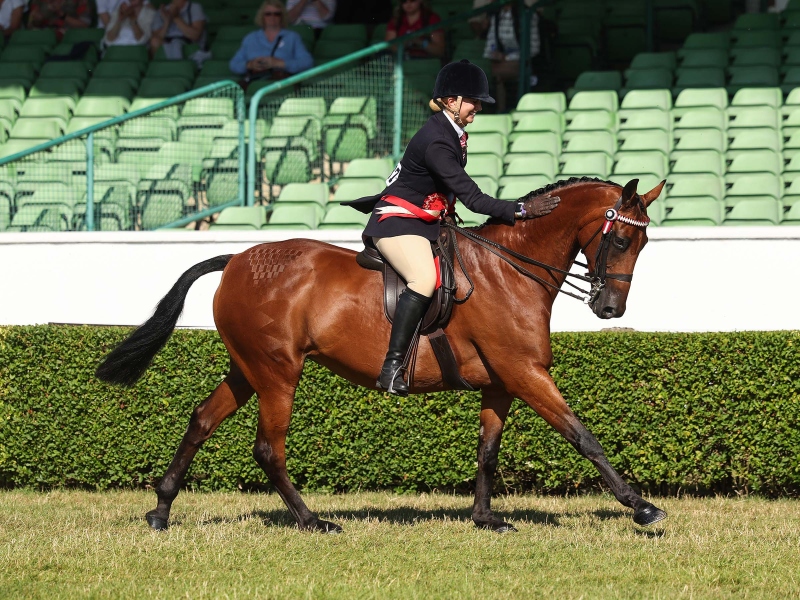 Lara-Berrie-Horse_Pony-Dowhills-Final-Fling