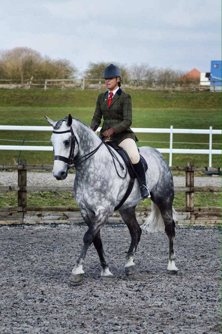 Irish draught Mace Hero and Esther Lloyd Jones