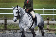 Irish draught Mace Hero and Esther Lloyd Jones