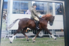 Keeshen Hywel
