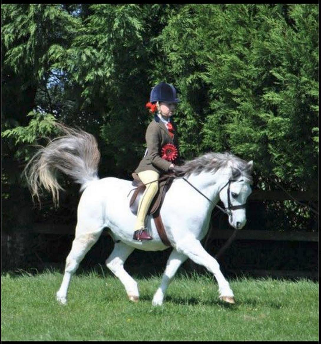 Vennebos Pearly King and Taylor Adams