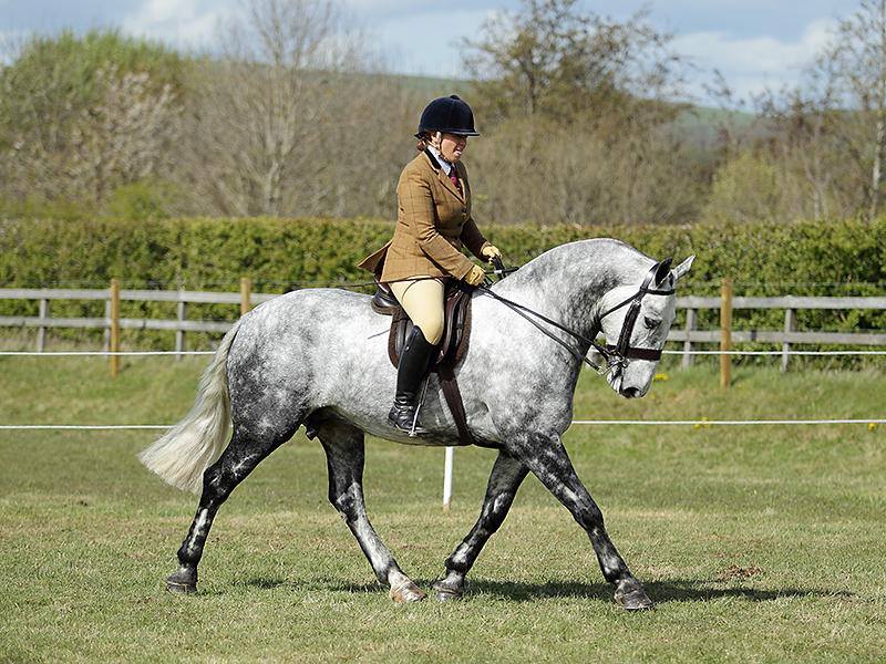 Johnny Diamonds Ridden by Katie common