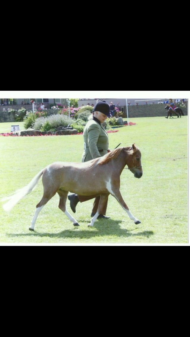 ScottCreek Monarch Copper Penny & Barbara Moss