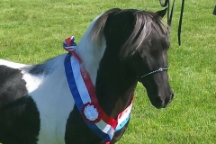 Silvergrace Inca Warrior