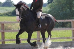 Rose-Littler-and-Hillmoor-Lucky-Lady