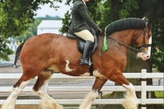 Samie-Griffiths-and-Saredon-Elsinore