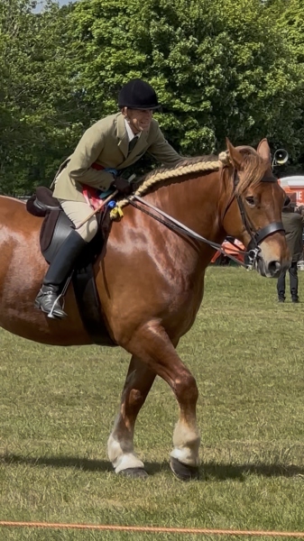 Paul-Hotson-Horse_Pony-Euston-Dazzling-Countess
