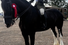 Anne-nolan-Horse_Pony-Ringston-Regina-g