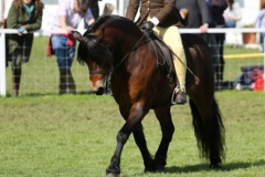 Maisie Chester and Coppinshill Choas