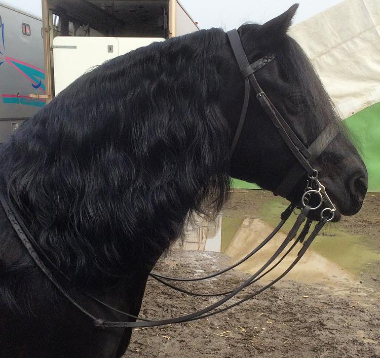 Pumphill Banter rider Isobel Mae Lines