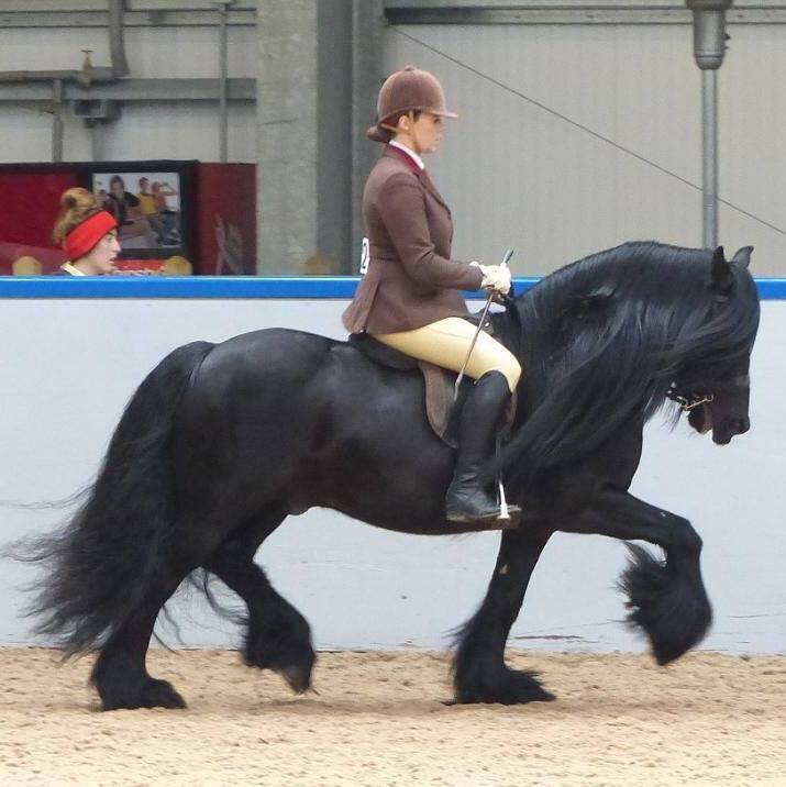 Bracklinn Jackpot and Hayley Reynold