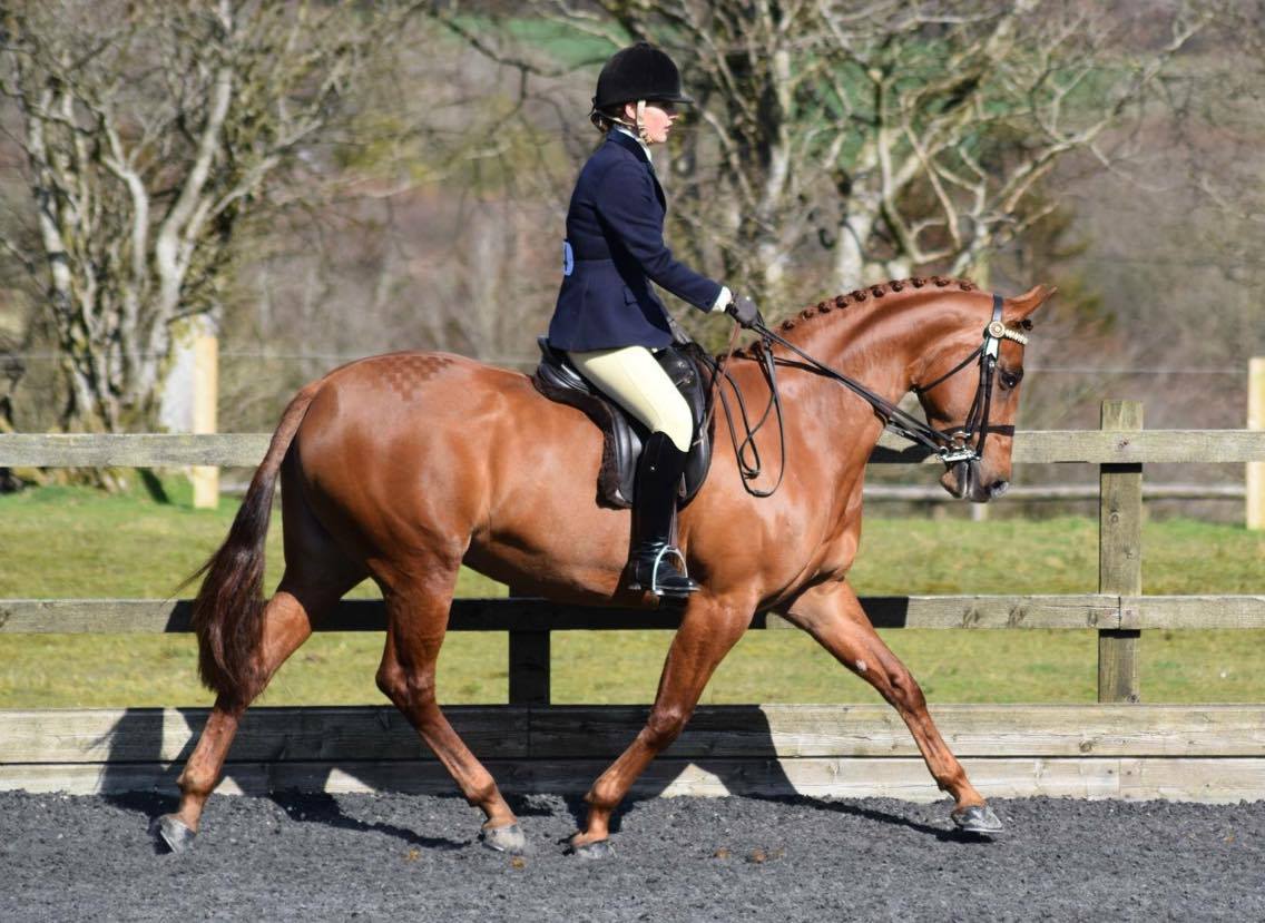 Huntroyd aurora Rider Anna Naomi